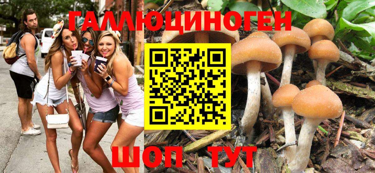 Хабаровск  Псилоцибиновые грибы Psilocybine cubensis  дарнет шоп  Вход с VPN 